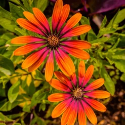 Marguerite du Cap Purple Sun - Osteospermum - Un soleil orange sur le balcon