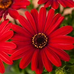Marguerite du Cap rouge - Oestospermum - Le rouge qui fleurit tout l'été