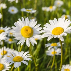 Marguerite Maikönigin - Des marguerites tout l'été