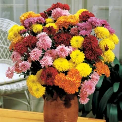 3 Marguerites d'automne en mélange - Le jardin fleuri en automne
