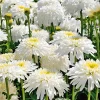 3 Marguerites doubles Fiona Goghill - Des pompons blancs tout l'été