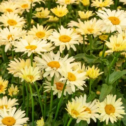 2 Marguerites d'été Banana Cream - Des marguerites jaune crème