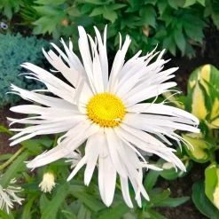 3 Marguerites d'été Old Court - Un été 100% marguerites