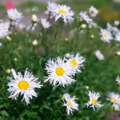 3 Marguerites d'été Old Court - Un été 100% marguerites