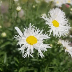 3 Marguerites d'été Old Court - Un été 100% marguerites