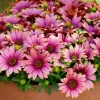 Marguerites du Cap bicolor (pourpre/blanc) - Deux couleurs sur une fleur
