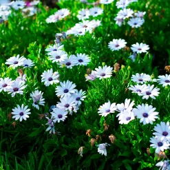 3 Marguerites du Cap blanches - Fleurs blanches tout l'été
