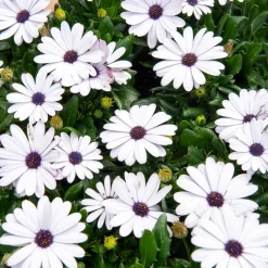 3 Marguerites du Cap blanches - Fleurs blanches tout l'été