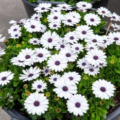 3 Marguerites du Cap blanches - Fleurs blanches tout l'été