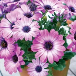 3 Marguerites du Cap Pink flave - Balcon fleuri tout l'été