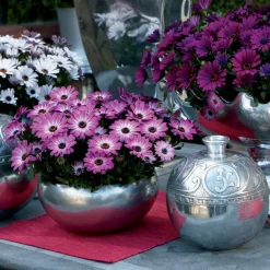 3 Marguerites du Cap Pink flave - Balcon fleuri tout l'été
