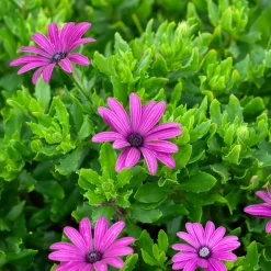 3 Marguerites du Cap pourpres - Un balcon fleuri tout l'été
