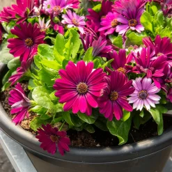 3 Marguerites du Cap pourpres - Un balcon fleuri tout l'été