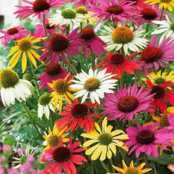 5 Marguerites papillon en mélange - Un massif qui attire les papillons