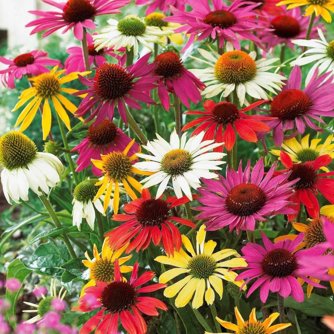 5 Marguerites papillon en mélange - Un massif qui attire les papillons