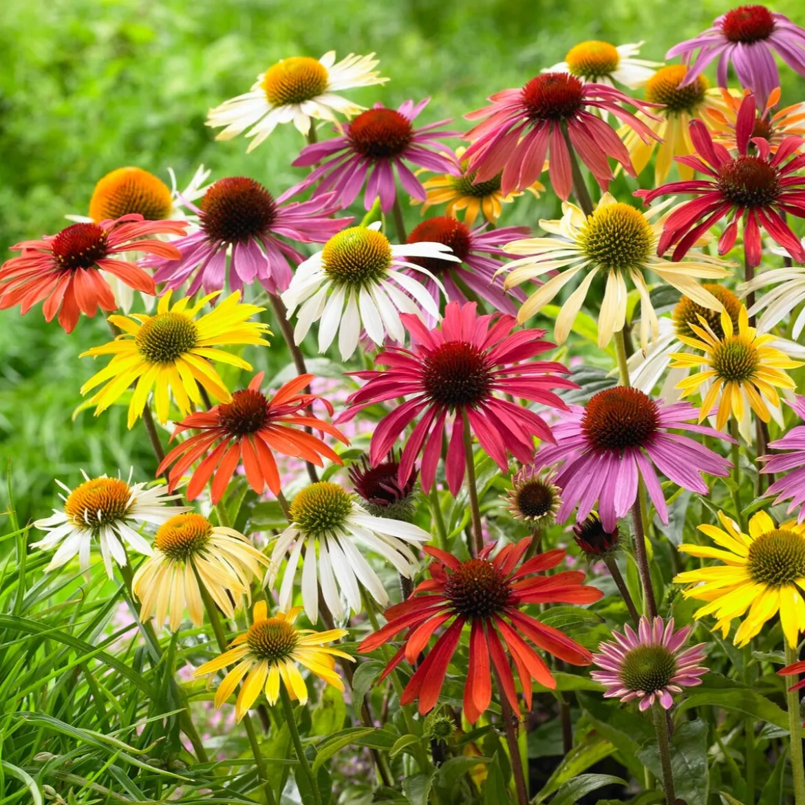 5 Marguerites papillon en mélange - Un massif qui attire les papillons