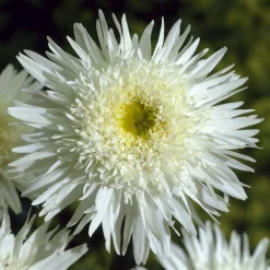 Marguerite 'Wirral Supreme' - La grande marguerite facile