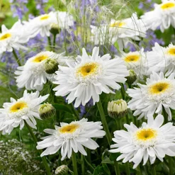 Marguerite 'Wirral Supreme' - La grande marguerite facile