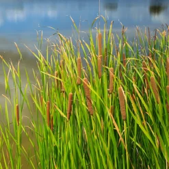Massette à feuilles larges - Un bassin naturel en un geste