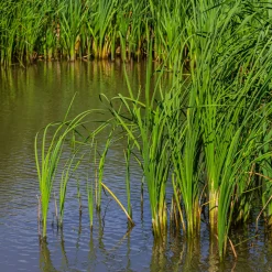 Massette à feuilles étroites - Le bassin qui prend vie