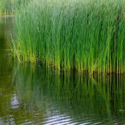 Massette à feuilles étroites - Le bassin qui prend vie