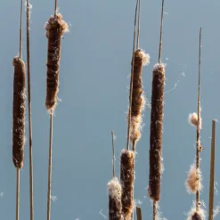 Massette à feuilles étroites - Le bassin qui prend vie