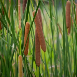 Massette à feuilles étroites - Le bassin qui prend vie