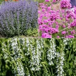 Massif au soleil Violet & Blanc - Un massif prêt à fleurir