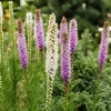 Massif de 50 plantes vivaces assorties - Superficie environ 6 m² - 6 m² fleuris sans effort