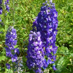 Massif de 50 plantes vivaces assorties - Superficie environ 6 m² - 6 m² fleuris sans effort