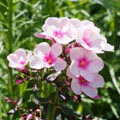 Massif de 50 plantes vivaces assorties - Superficie environ 6 m² - 6 m² fleuris sans effort