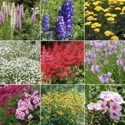 Massif de 50 plantes vivaces assorties - Superficie environ 6 m² - 6 m² fleuris sans effort