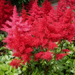 Massif de 50 plantes vivaces assorties - Superficie environ 6 m² - 6 m² fleuris sans effort