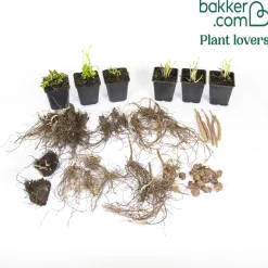 Massif de 50 plantes vivaces assorties - Superficie environ 6 m² - 6 m² fleuris sans effort