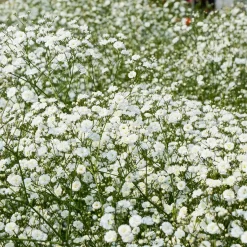 Massif de 50 plantes vivaces assorties - Superficie environ 6 m² - 6 m² fleuris sans effort