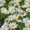 Massif fleuri facile - 8 plantes vivaces - Superficie env. 1,5 m² - Un massif prêt à fleurir