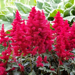 Massif fleuri facile - 8 plantes vivaces - Superficie env. 1,5 m² - Un massif prêt à fleurir