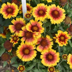Massif fleuri facile - 8 plantes vivaces - Superficie env. 1,5 m² - Un massif prêt à fleurir