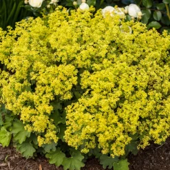 Massif fleuri facile - 8 plantes vivaces - Superficie env. 1,5 m² - Un massif prêt à fleurir