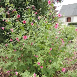 Mauve du Cap El Rayo - Fleurit tout l'été sans effort