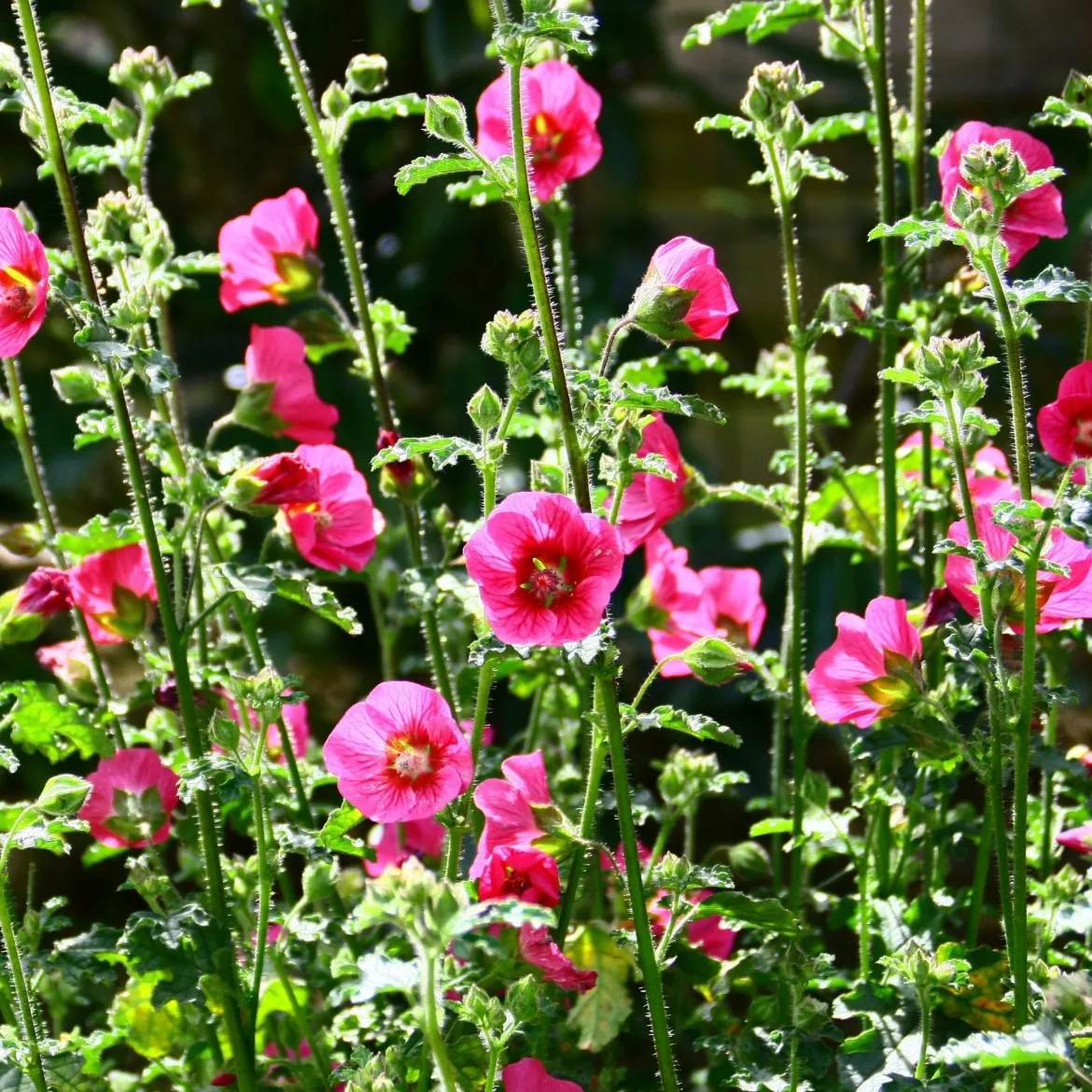 Mauve du Cap El Rayo - Fleurit tout l'été sans effort