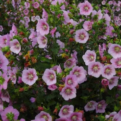 Mauve du Cap Miss Pinky - Rose sans relâche tout l'été