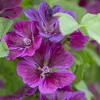 Mauve géante - Fleurs violettes tout l'été