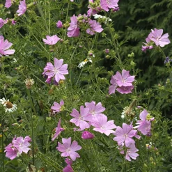 Mauve musquée Rosea - Un nuage rose tout l'été