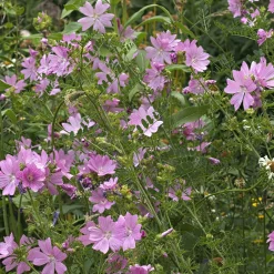 Mauve musquée Rosea - Un nuage rose tout l'été