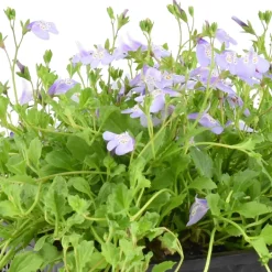 Mazus reptans Blue - Un tapis fleuri en un été