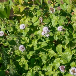 Menthe aquatique - Une eau plus claire, vite