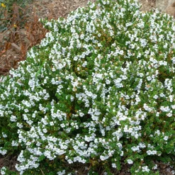 Menthe australienne - Feuillage parfumé au moindre frôlement
