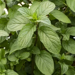 Menthe chocolat - Le parfum cacao au jardin