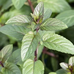 Menthe chocolat - Le parfum cacao au jardin